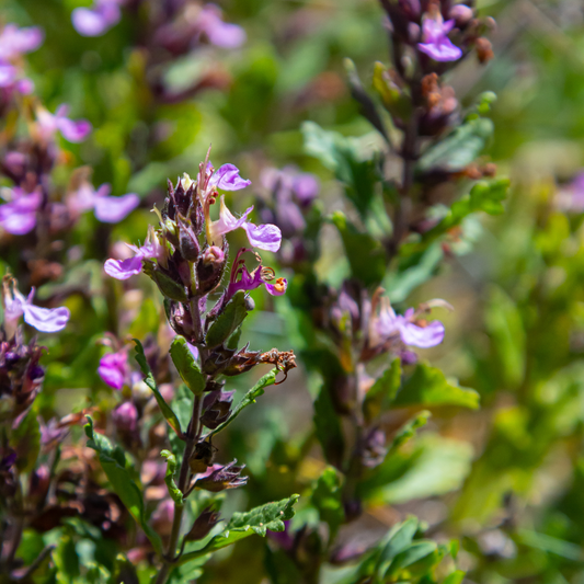 Teucrium lucidrys – 12 Pflanzen – Ø9cm – Höhe 10-25cm – Immergrüner Halbstrauch – Schnittverträglich – Für Hecke, Steingarten & moderne Gartengestaltung - Oasis of Life