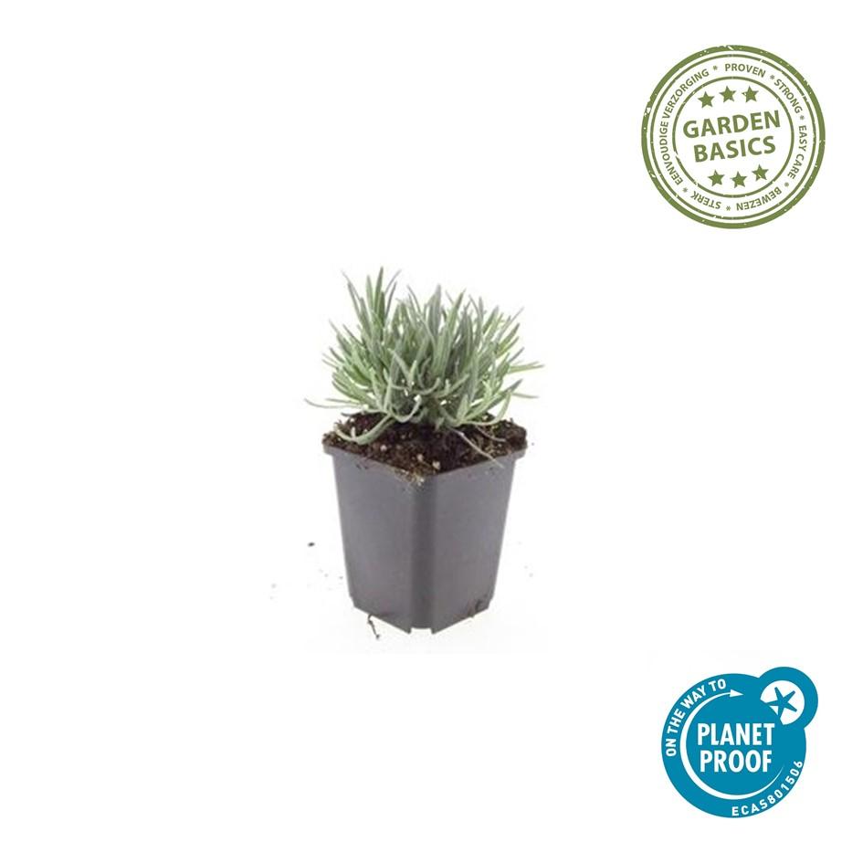 Weißer Lavendel Lavandula int. ‘Edelweiss’ – ↕10-25cm – Ø9cm – 60 Pflanzen – Winterhart & pflegeleicht – Duftende Blüten – Für Beete, Töpfe & Steingärten