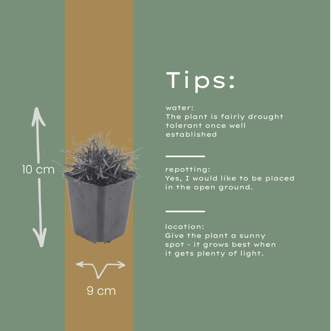 Grasnelke Armeria maritima ‘Splendens’ – 60 Pflanzen – 10-25cm – Ø9cm – Winterharte Staude mit rosa Blüten – Für sonnige Beete, Steingarten & Bordüren