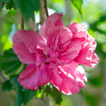 Hibiscus syriacus Magenta Chiffon – Blühende Stamm-Pflanze mit magentafarbenen Blüten – Laubabwerfend & pflegeleicht – Topf Ø19 cm – Höhe ca. 90 cm – Für Terrasse & Balkon 