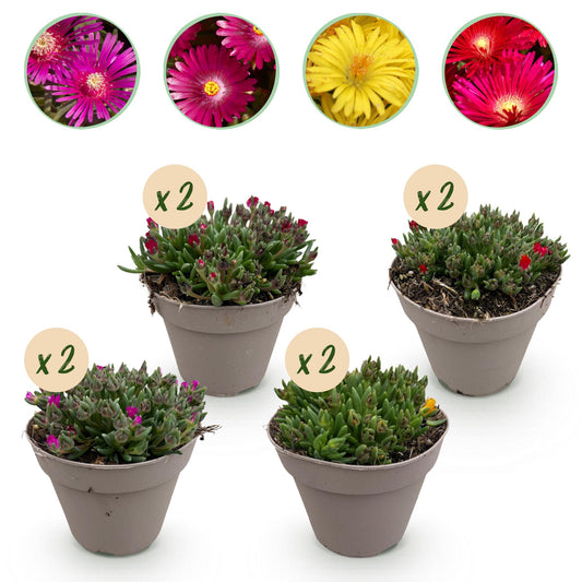 GreenboutiQ - Bodendecker - Winterhart - Delosperma - 8 Pflanzen - Farben Rot - Gelb - Lila - Rosa - Wenig Pflege - Topf 14cm Höhe 17cm 