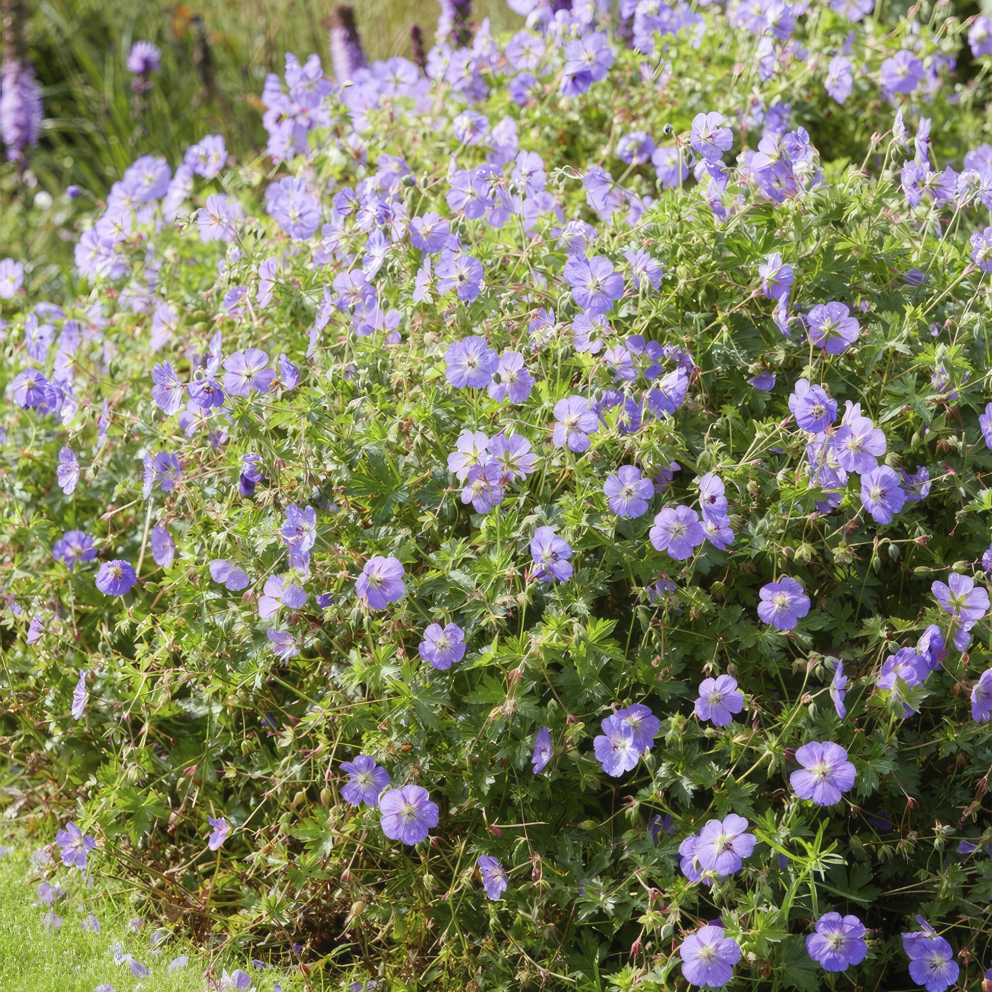 Geranium Rozanne – Blühender Bodendecker – 24 Pflanzen – ↕10–25cm – Ø9cm – Langanhaltende Blüte von Mai bis Herbst – Pflegeleicht & winterhart – Für Beete, Rabatten & Kübel 