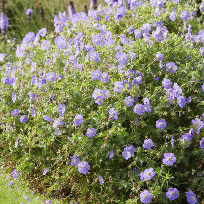 Geranium Rozanne – Blühender Bodendecker – 24 Pflanzen – ↕10–25cm – Ø9cm – Langanhaltende Blüte von Mai bis Herbst – Pflegeleicht & winterhart – Für Beete, Rabatten & Kübel 