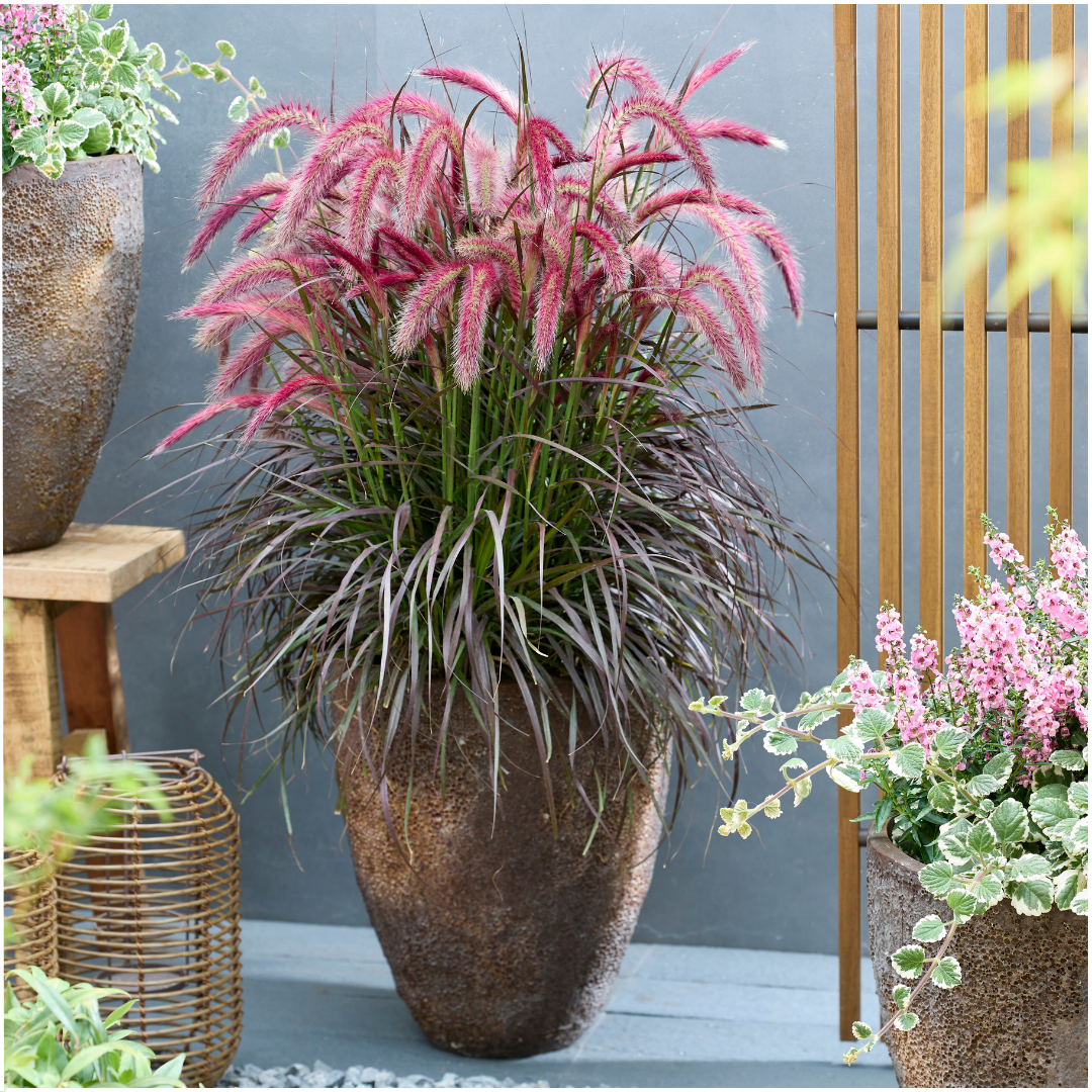 Pennisetum ‘Tiny Tails’ – kompaktes Lampenputzergras – 2 Pflanzen – Ø15cm – ↨40-50cm – winterhart & pflegeleicht – Ziergras für Garten, Kübel & Beete 