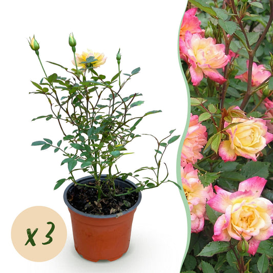 Green boutiQ - Gartenrose - Rosa Tricolor Fairy - Rose - Winterhart - Gelb-Rosa - 3 Pflanzen - Topf 12cm - Höhe 20-25cm 