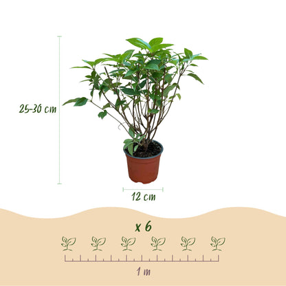 Green boutiQ - Gartenpflanze - Hydrangea panniculata Limelight - Schneeballhortensie - Winterhart - Limettengrün - 3 Pflanzen - Topf 12cm - Höhe 20-30cm 