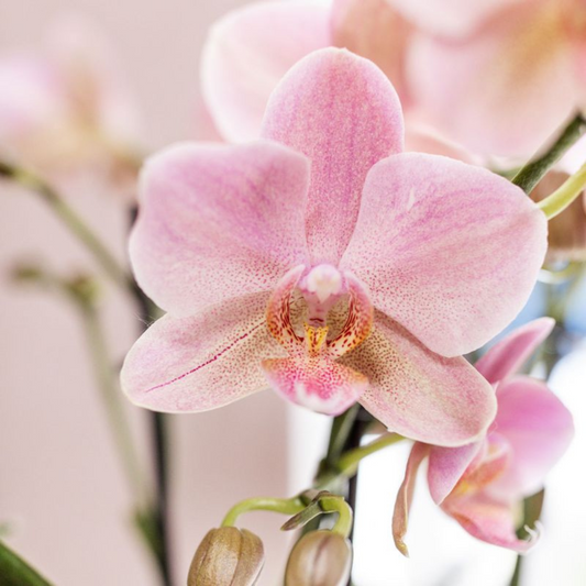 Orchideen Phalaenopsis - Treviso - Topfgröße Ø12cm - Zimmerpflanze - 4 Stück