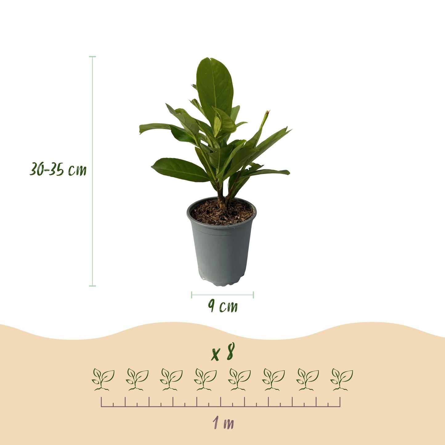 Kirschlorbeer - Prunus laurocerasus Rotundifolia - Hecke - Blatt Grün - 8 Pflanzen - 1 laufender Meter - immergrün - Topf 9cm Höhe 30-35cm