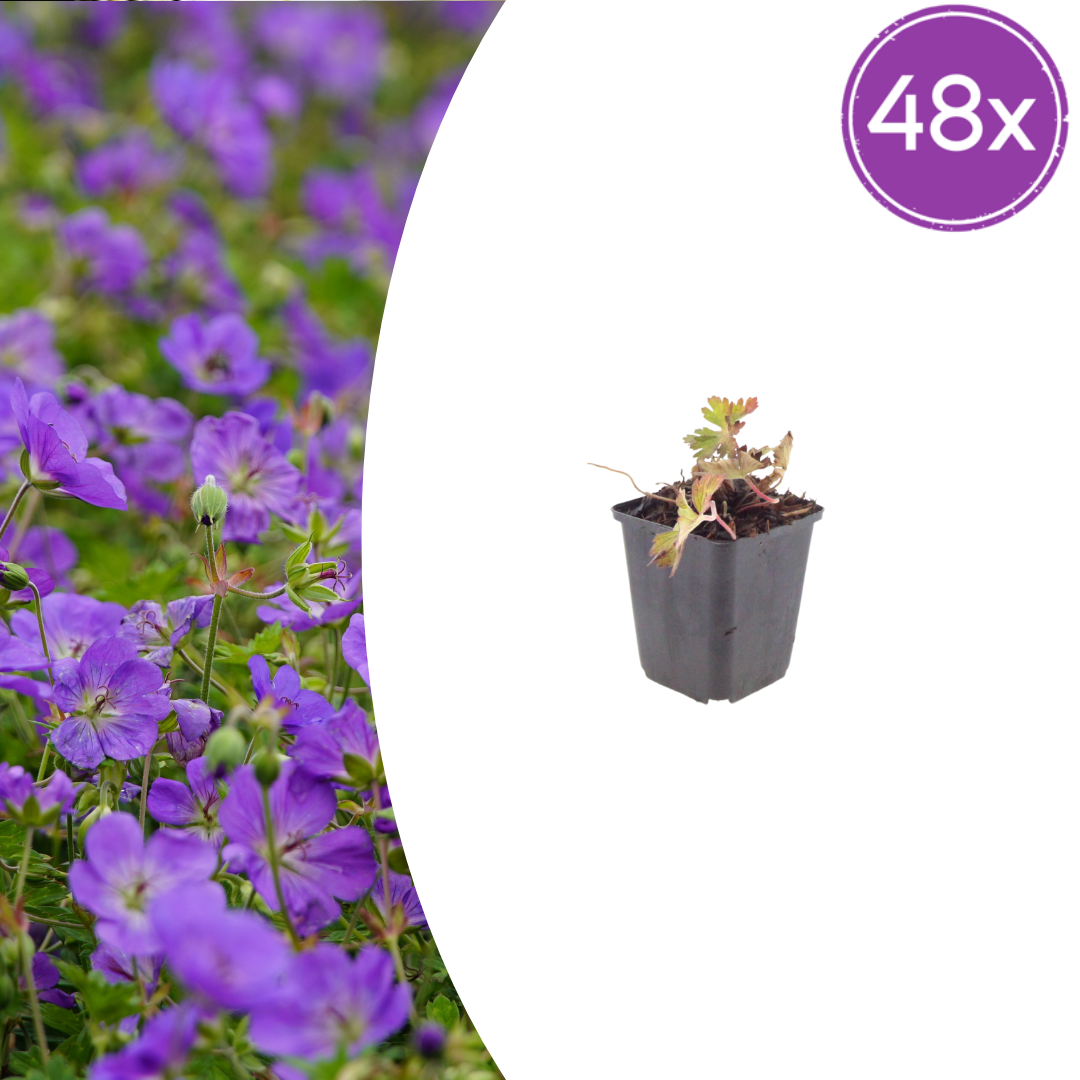 Geranium Azure Rush – 48 Pflanzen – Ø9cm – Höhe 10-25cm – Winterharte Staude – Hellblaue Blüten – Bodendecker für Beet, Steingarten & Kübel