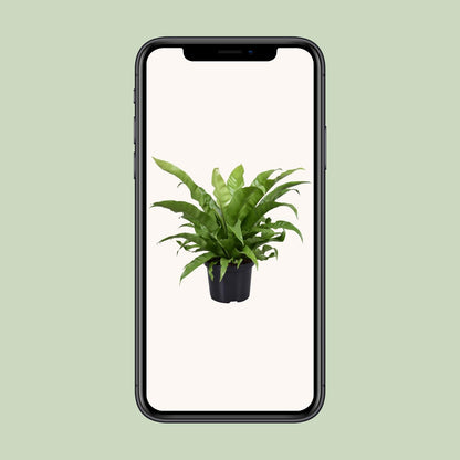 Nestfarn - Asplenium Antiquum - Zimmerpflanze - Ø23cm - ↕60cm