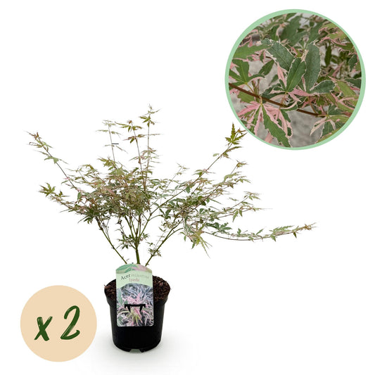 Japanischer Ahorn – Acer palmatum Iyoshi – 2 Pflanzen im 19 cm Topf – 70 cm hoch – Balkon- & Terrassenpflanze – Rosa Herbstfärbung – Zierahorn für Garten & Kübel 