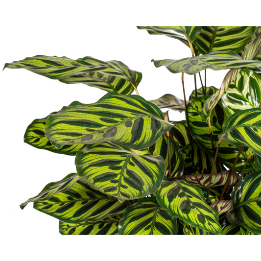 Calathea Makoyana – Pfauenpflanze – Große Zimmerpflanze Ø27 cm – 60-80 cm hoch – Ovale Blätter mit auffälligem Muster – Indirektes Licht – Pflegeleicht & Luftverbessernd 