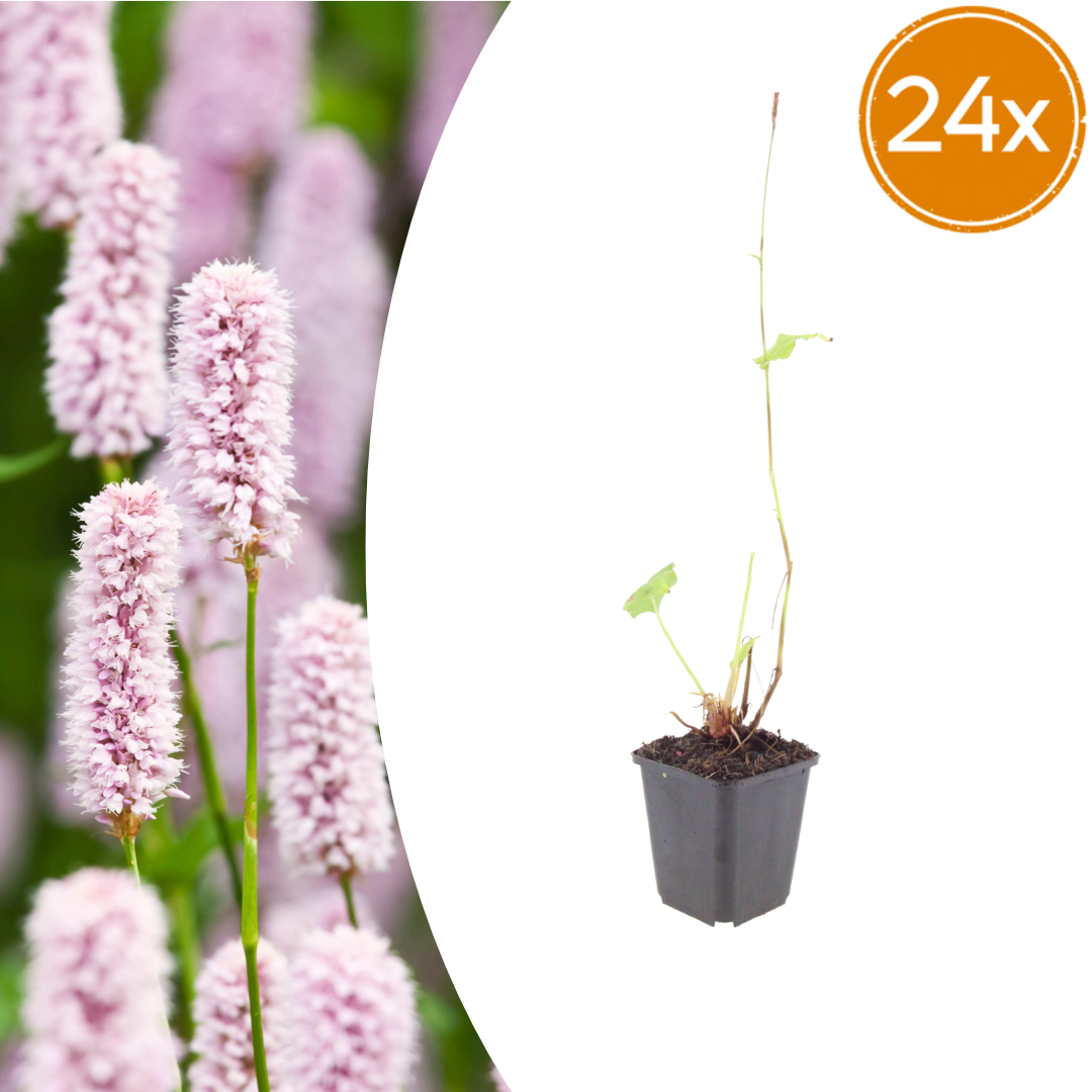 Persicaria bistorta – 24 Pflanzen – Ø9cm – Höhe 10-25cm – Sommerblühende Staude für Feuchtbeet, Teichrand & Naturgarten