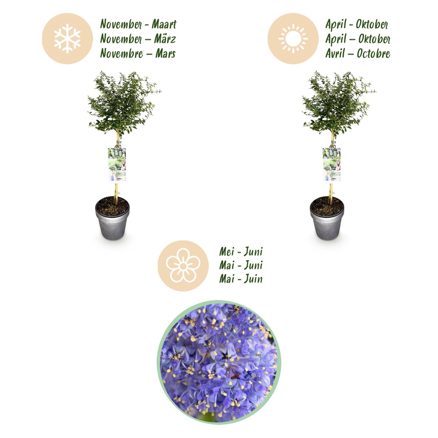 Kalifornischer Flieder Ceanothus thyrsiflorus Repens Ø19cm Höhe90cm – Immergrüner Zierstrauch mit blau-lila Blüten – Winterhart für Garten Balkon & Terrasse 