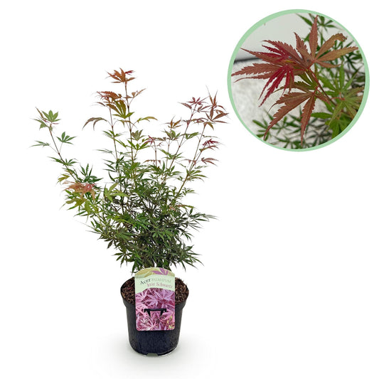 Japanischer Ahorn Acer palmatum 'Jerre Schwartz' – Dunkelrot – Balkon- & Gartenpflanze – Ø19 cm Topf – Ca. 70 cm hoch – Kompakter Zierahorn mit elegantem Farbspiel 