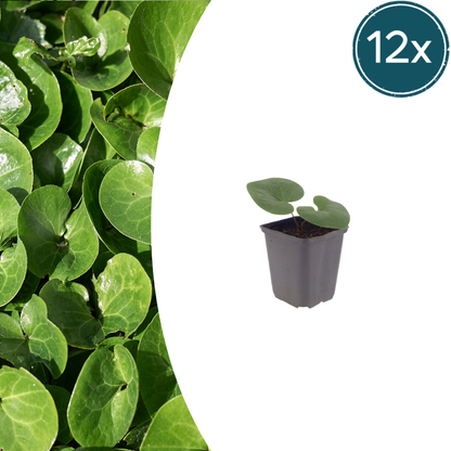 Europäische Haselwurz Asarum europaeum – 12 Pflanzen – Immergrüner Bodendecker – 10-25cm – Ø9cm – Schattenstaude für Garten & Unterpflanzung