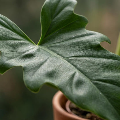 Green boutiQ - Zimmerpflanze - Philodendron - Philodendron Lacerum - Grün - Pflegeleicht - 1 Pflanze - Topf 19cm - Höhe 65cm 