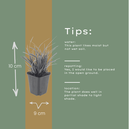 Japan-Segge Carex morrowii – 6 Pflanzen – Immergrünes Ziergras – 10-25cm – Ø9cm – Schattengeeignet für Beet & Bodendecker