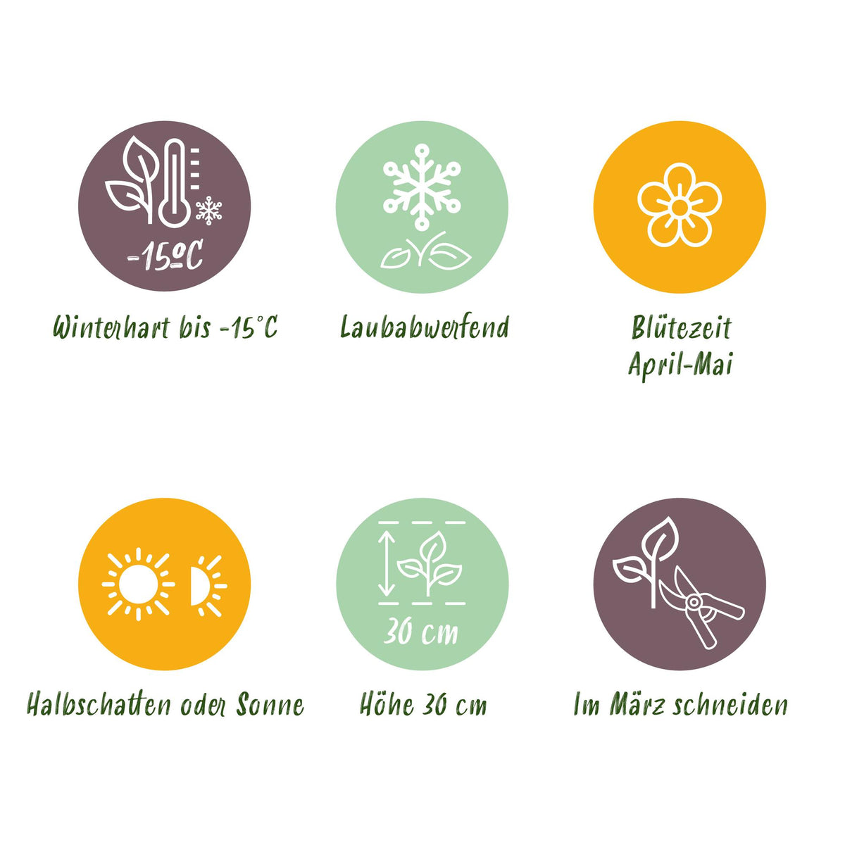 Sternmoos – Isotoma fluviatilis – 6 Pflanzen – Topf Ø11cm – Bienenfreundliche Staude für Garten & Balkon