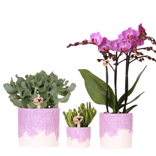 Kolibri Company | Bloom Purple Pflanzenset | Violette Vienna Orchidee + Grünpflanzen inkl. Übertöpfe 