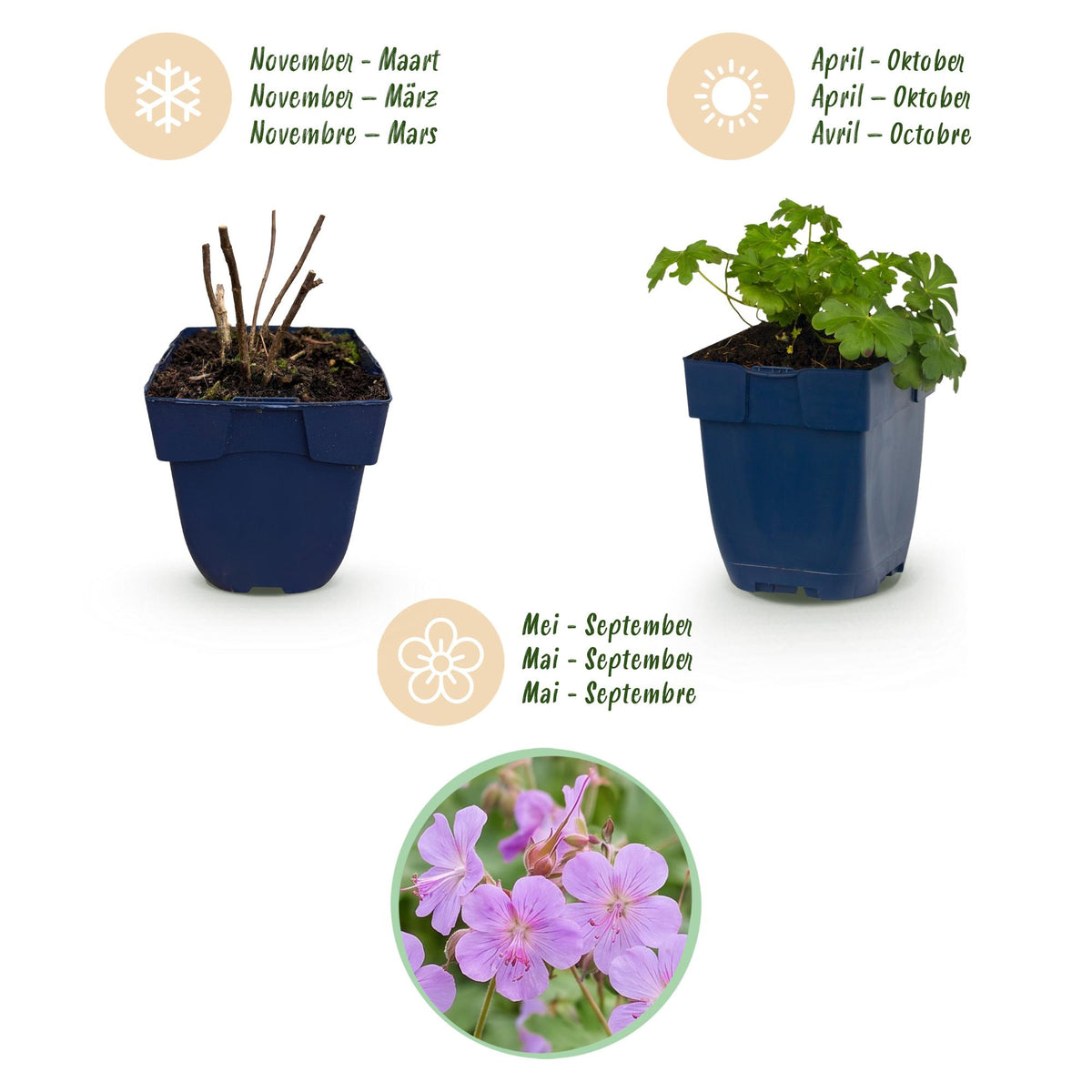 Storchschnabel 'Czakor' – Geranium macrorrhizum 'Czakor' – 6 Pflanzen – Topf Ø11cm – Bienenfreundliche Staude für Garten & Balkon