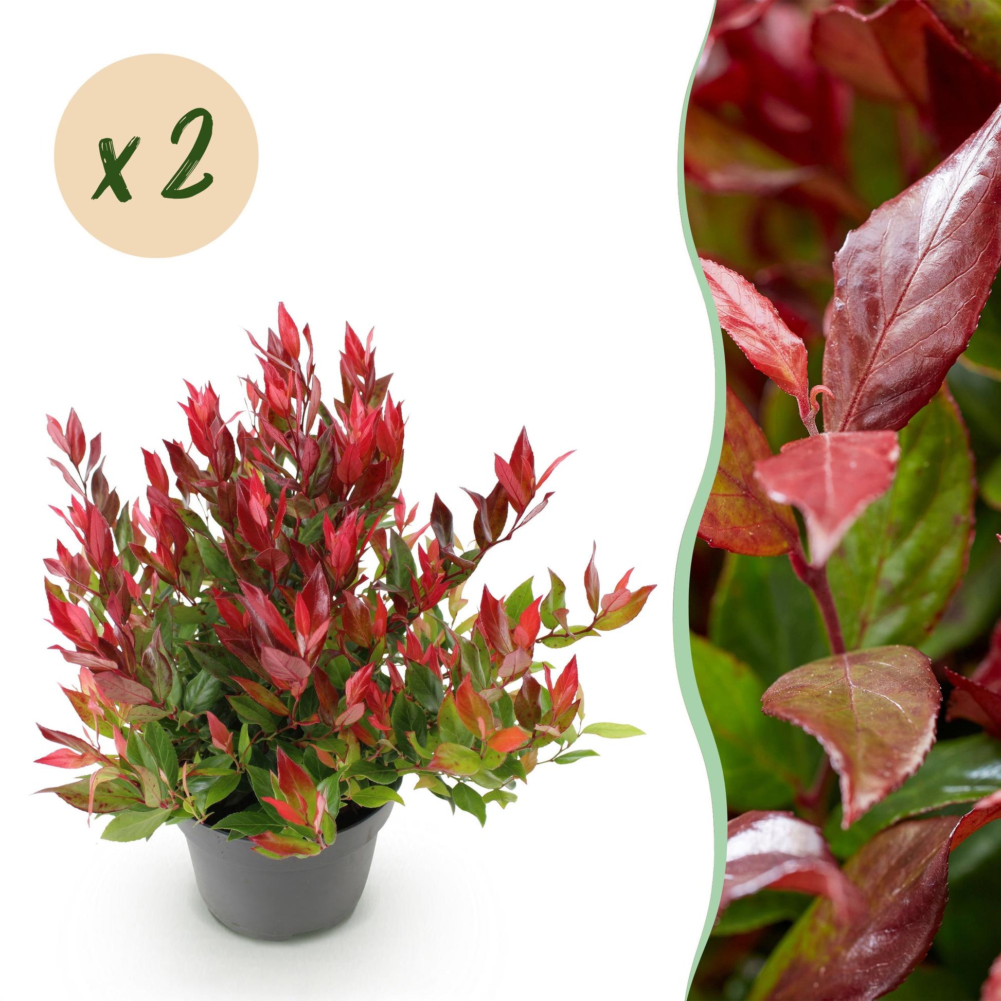 GreenboutiQ - Gartenpflanze - Leucothoe Little Flame - Rot - 2 Pflanzen - Immergrün - Pflegeleicht - Topf 17cm Höhe 45cm 