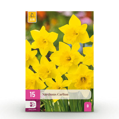 GreenboutiQ - Blumenzwiebeln - Narcis Carlton - Farbe Gelb - 15 Stück - Knollengröße 12/14 - XXL Pack 