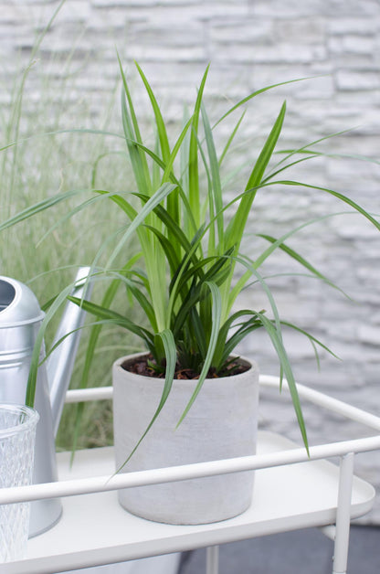 Carex morrowii Irish Green - Ø19cm - ↕40cm - Ø14 - ↨30cm 