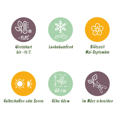 Green boutiQ - Garten Rose - Rosa Rote The Fairy - Rose - Winterhart - Rot - 1 Pflanze - Topf 12cm - Höhe 20-25cm 