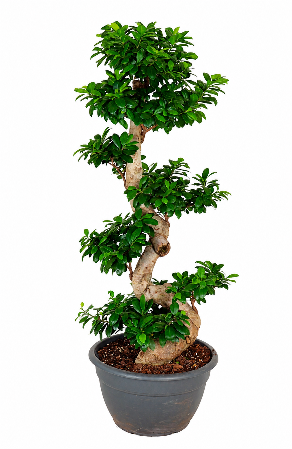 Ginseng-Feige S-Form Zimmerpflanze