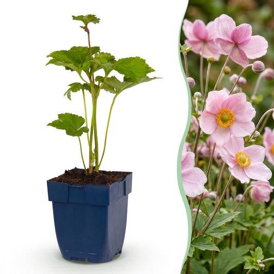 Herbst-Anemone 'Königin Charlotte' – Anemone hybrida 'Königin Charlotte' – 3 Pflanzen – Topf Ø11cm – Bienenfreundliche Staude für Garten & Balkon
