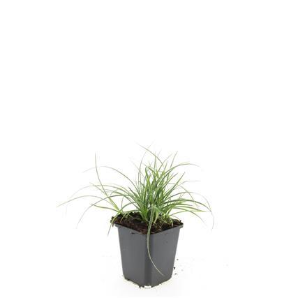 Luzula nivea – Schneegarben – 48 Pflanzen - Immergrüner Bodendecker – Ø9cm x ↕10–25cm – Für Schatten & Halbschatten – Pflegeleicht & winterhart – Ziergras mit silbrigem Laub 