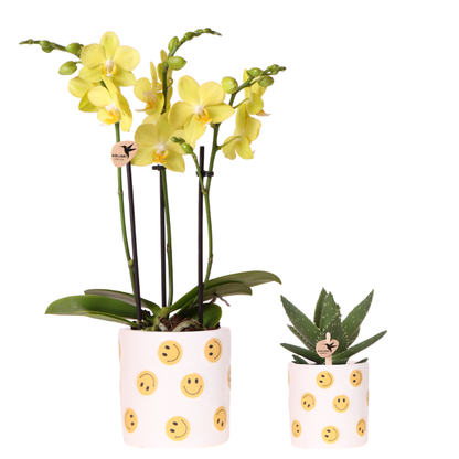 Kolibri Company | Smiley Pflanzenset | Gelbe Phalaenopsis Albenga 9cm und Sukkulente inkl. Keramik‑Übertöpfe 
