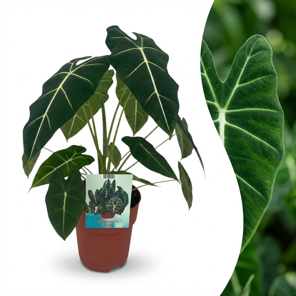 Green boutiQ - Zimmerpflanze - Elefantenohr - Alocasia Frydek - Grün - Pflegeleicht - 1 Pflanze - Topf 19cm - Höhe 60cm 