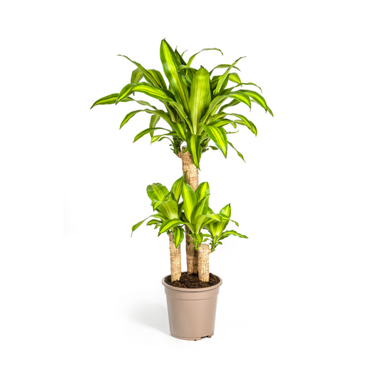 Dracaena Fragrans Massangeana met mand Ø21cm - ↕90 - 110cm 