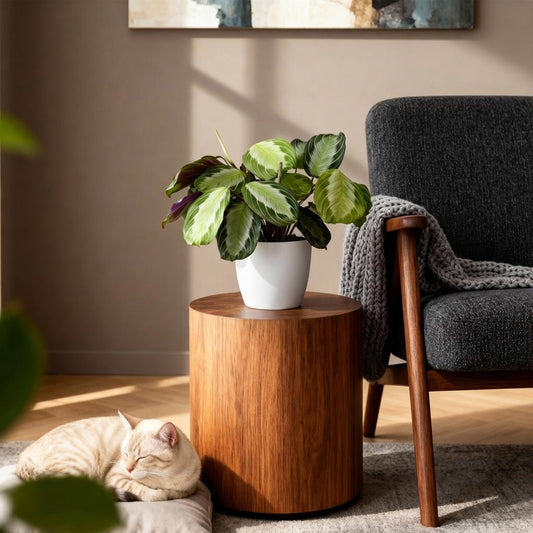 Green boutiQ - Zimmerpflanze - Maranta Fascinator Silverband - Gebetspflanze - Haustierfreundliche Pflanze - Grün - 4 Pflanzen - mit Potter Weiß - Topf 12cm - Höhe 25cm 