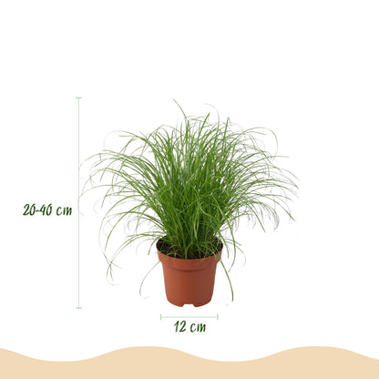 Green boutiQ - Zimmerpflanze - Chlorophytum - Cyperus - Phlebodium - Marantha - Mix aus 4 - Haustierfreundliche Pflanzen - Grün - 4 Pflanzen - mit Potter Weiß - Topf 12cm - Höhe 25cm 