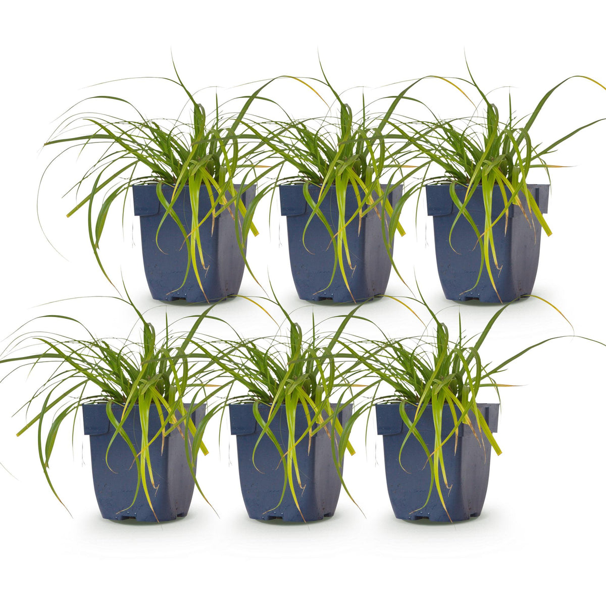 Segge 'Evergreen' – Carex oshimensis 'Evergreen' – 6 Pflanzen – Topf Ø11cm – Staude für Garten & Balkon