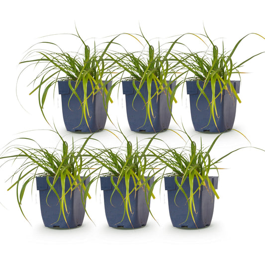 Segge 'Evergreen' – Carex oshimensis 'Evergreen' – 6 Pflanzen – Topf Ø11cm – Staude für Garten & Balkon