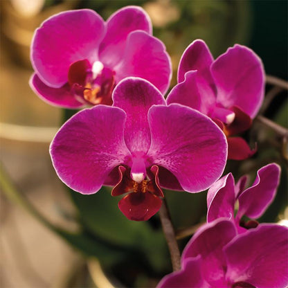 Kolibri Orchids | Lila Orchideenset in Como-Schale inkl. Wasserreservoir | Drei Lila Morelia-Orchideen 9cm | Mono-Bouquet Lila mit Selbstbewässerungssystem 
