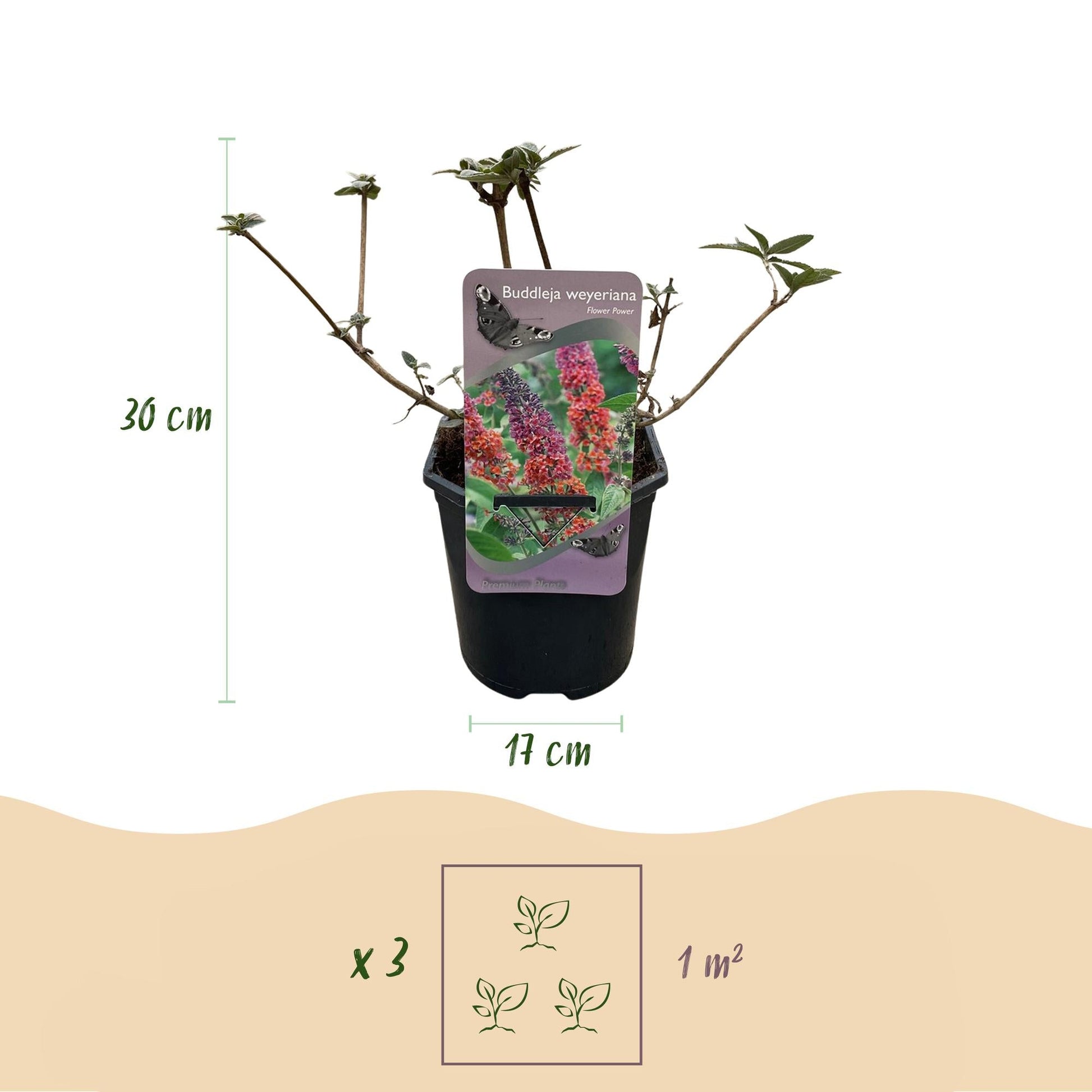 Schmetterlingsstrauch Buddleja davidii Flower Power – Lila-Rosa Blüten – 17 cm x H30 cm – Bis 2 m – Sonnig & Pflegeleicht – Attraktiv für Schmetterlinge 