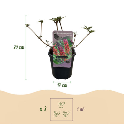 Schmetterlingsstrauch Buddleja davidii Flower Power – Lila-Rosa Blüten – 17 cm x H30 cm – Bis 2 m – Sonnig & Pflegeleicht – Attraktiv für Schmetterlinge 