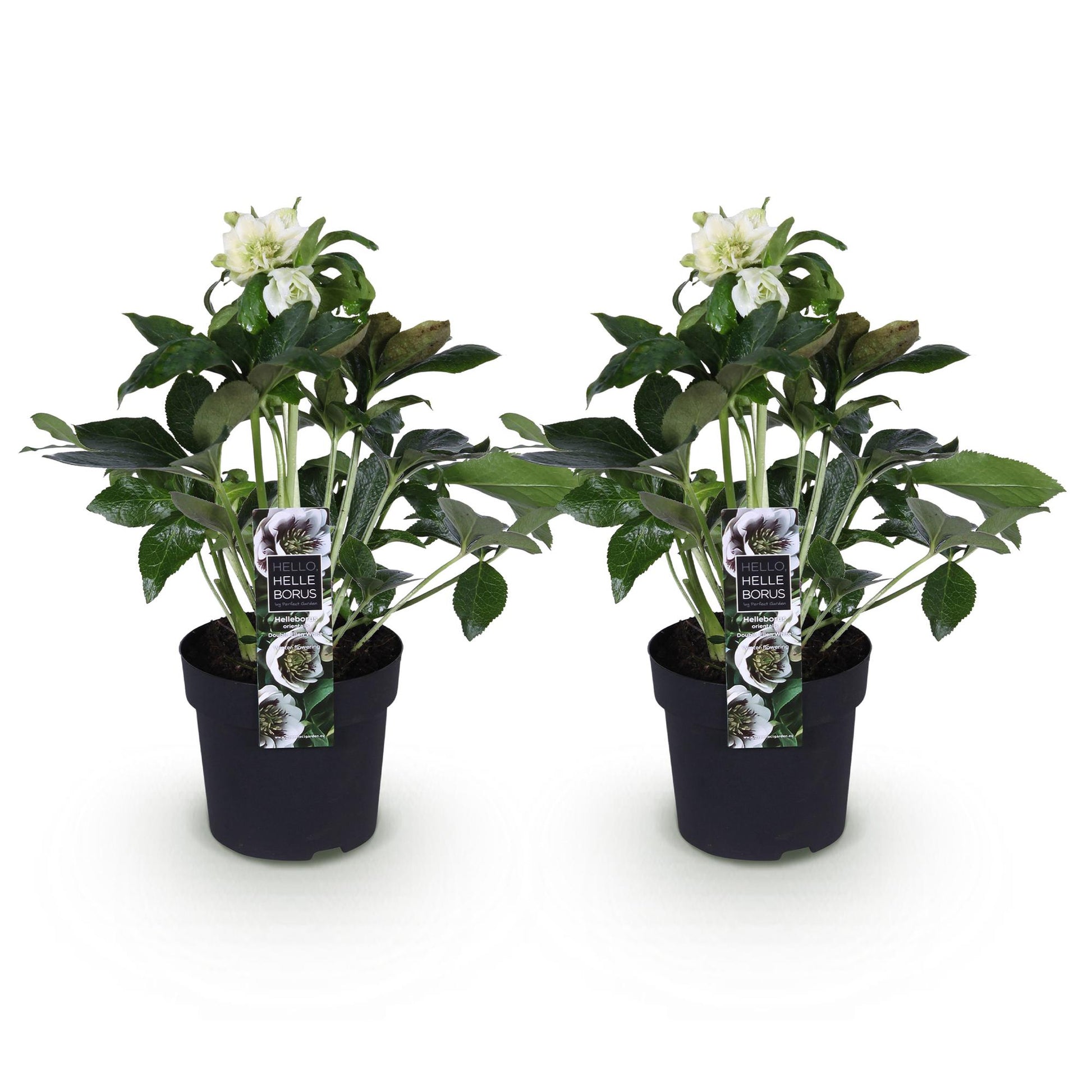 GreenboutiQ - Gartenpflanze - Lenzrose - Helleborus orientalis Double Ellen White - Weiße Blüte - 2 Pflanzen - Immergrün - Topf 14cm Höhe 35cm 