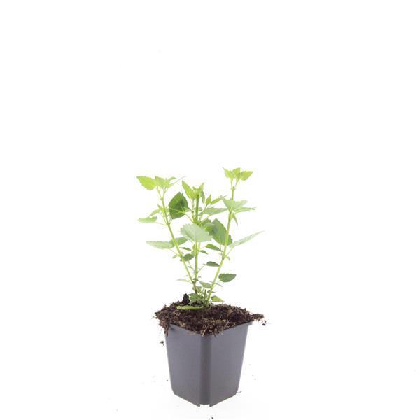 Agastache 'Blue Fortune' – lavendelblaue Blüten – 48 Pflanzen – bienenfreundlich – duftende Staude – Ø9cm – ↕10–25cm – pflegeleicht – sonnig – naturnaher Garten 
