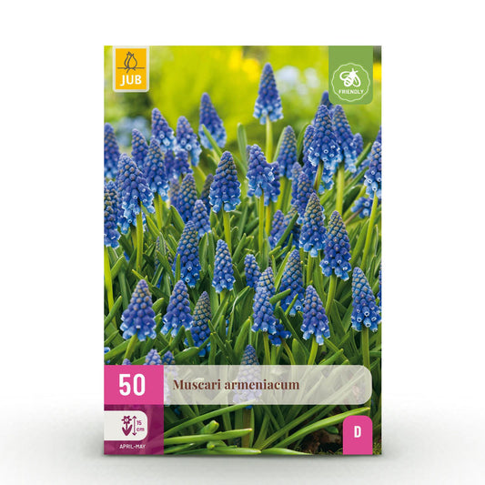 GreenboutiQ - Blumenzwiebeln - Muscari Armeniacum - Farbe Blau - 50 Stück - Zwiebelgröße 8/9 - XXL Pack 