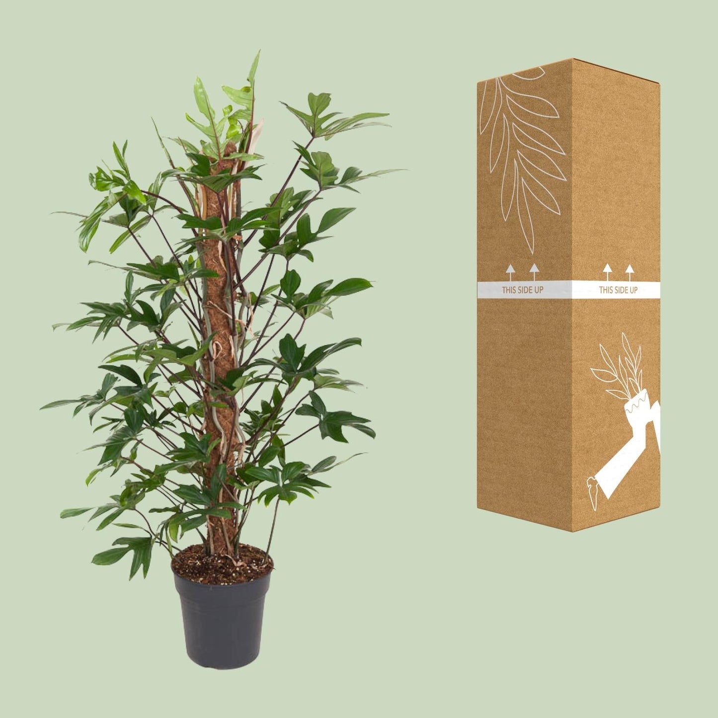 Baumfreund - Philodendron Pedatum - Zimmerpflanze - Ø24cm - ↕120cm