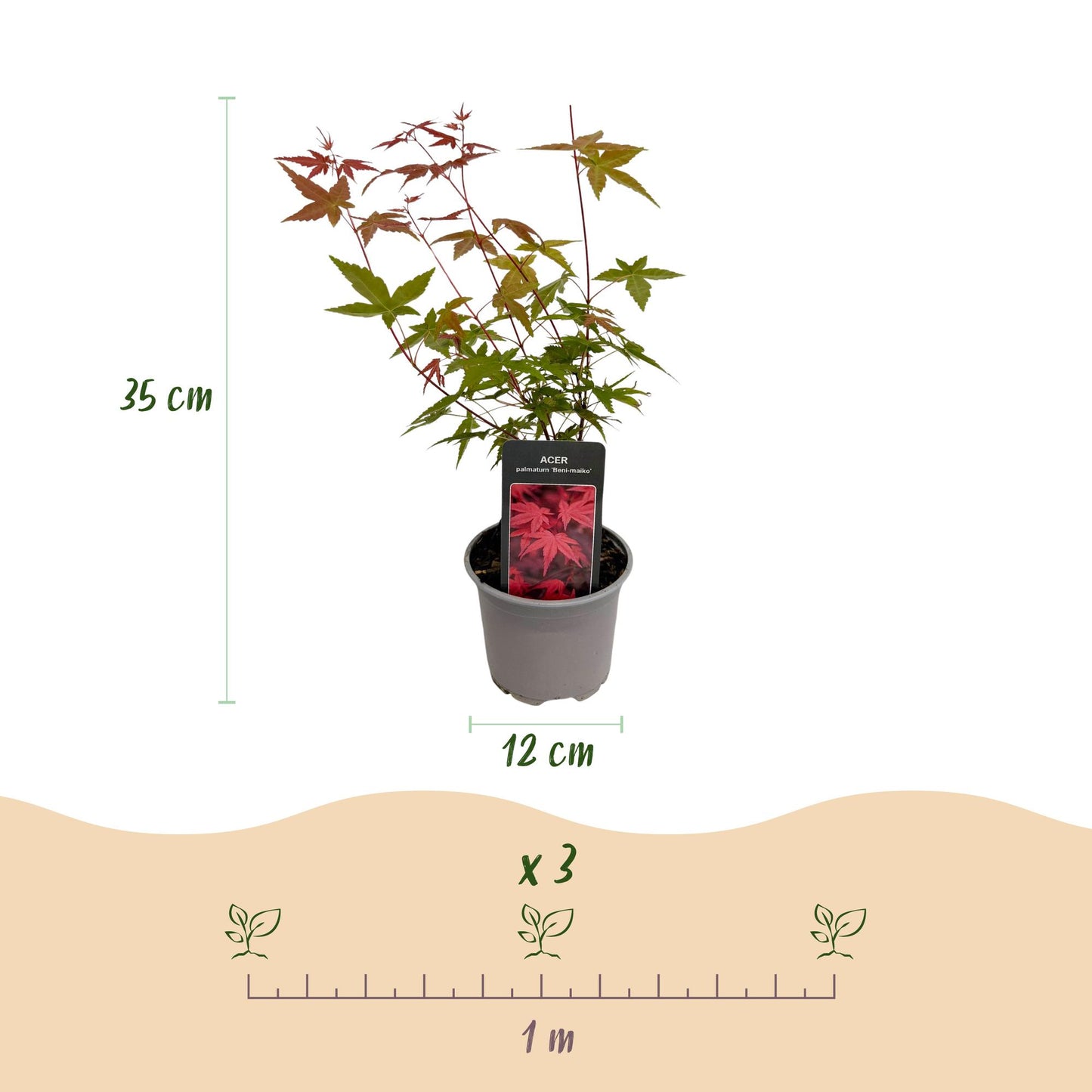 GreenboutiQ - Gartenpflanze - Acer palmatum Beni-maiko - Rot - 1 Pflanze - Laubabwerfend - Wenig Pflege - Topf 12cm Höhe 35cm 