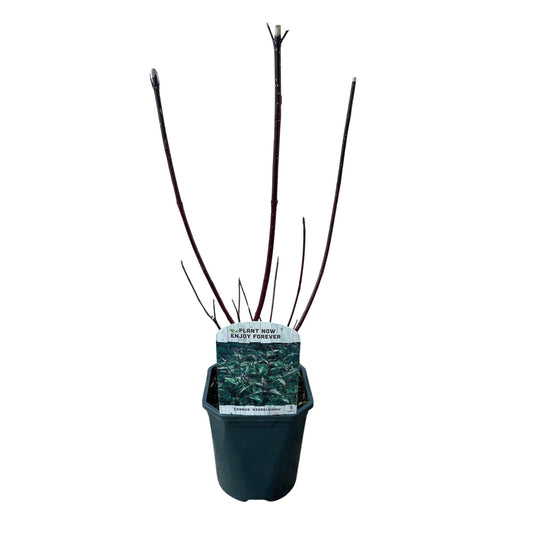 Cornus alba 'Kesselringii' – Schwarzholz-Hartriegel – Zierstrauch 17cm – ca. 45cm hoch – Pflegeleicht & winterhart – Für Hecke & Beet 