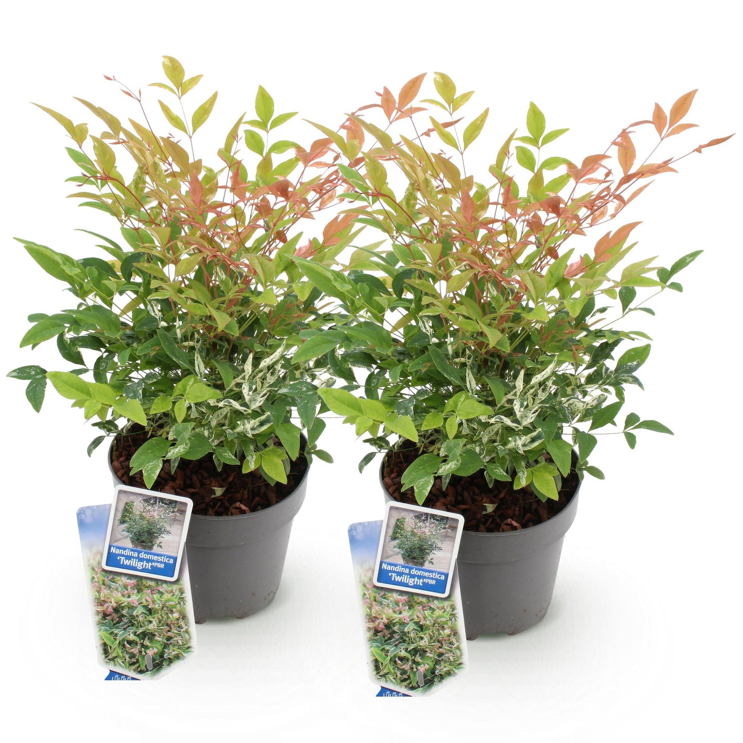 GreenboutiQ - Gartenpflanze - Nandina Twilight - Bunt & Rosa - 2 Pflanzen - Immergrün - Wenig Pflege - Topf 17cm Höhe 45cm 