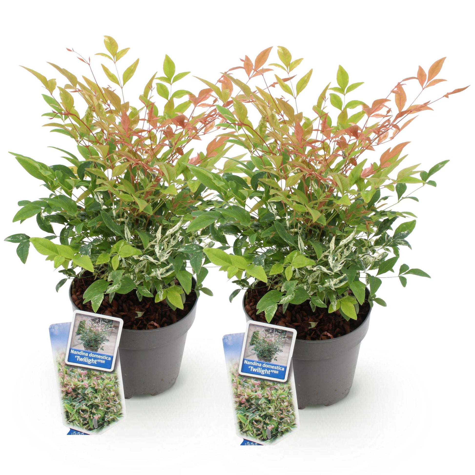 GreenboutiQ - Gartenpflanze - Nandina Twilight - Bunt & Rosa - 2 Pflanzen - Immergrün - Wenig Pflege - Topf 17cm Höhe 45cm 